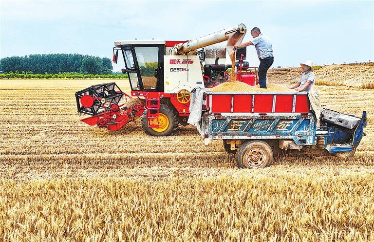 堅決打贏 “三夏”生產(chǎn)攻堅戰(zhàn)丨良種一粒重千鈞——“從‘三夏’新質(zhì)生產(chǎn)力看河南農(nóng)業(yè)強省建設(shè)”系列觀察之二