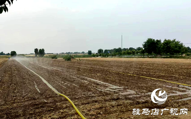 泌陽縣泰山廟鎮(zhèn)：全力應對旱情 打好抗旱保秋“主動仗”