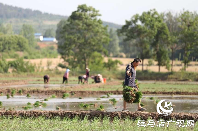 泌陽縣：水稻插秧忙 田間披&ldquo;綠裝&rdquo;