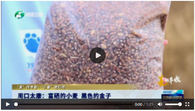 周口太康：富硒的小麥 黑色的金子丨“麥”向豐收·“三夏”進(jìn)行時(shí)