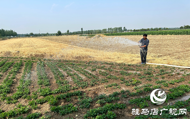 泌陽縣郭集鎮(zhèn)：全力打好抗旱保苗“主動(dòng)仗”