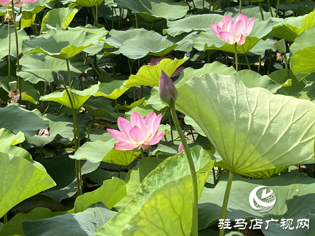 駐馬店人民公園:荷花盛開(kāi)醉游人