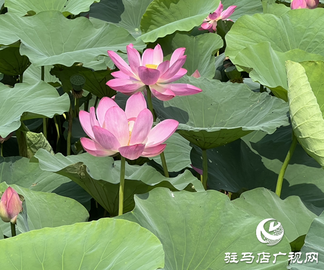 駐馬店人民公園:荷花盛開(kāi)醉游人