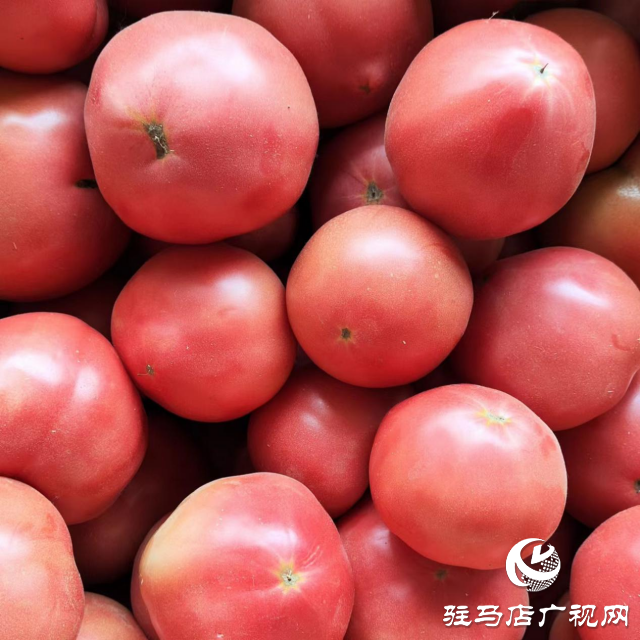 上蔡縣韓寨鎮(zhèn)：西紅柿&ldquo;映紅&rdquo;致富路