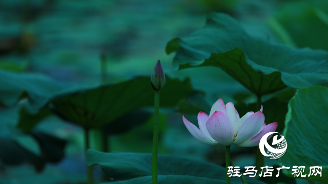 遂平:夏日荷花映滿塘