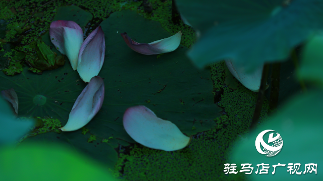 遂平:夏日荷花映滿塘