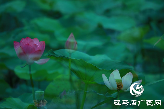 遂平:夏日荷花映滿塘