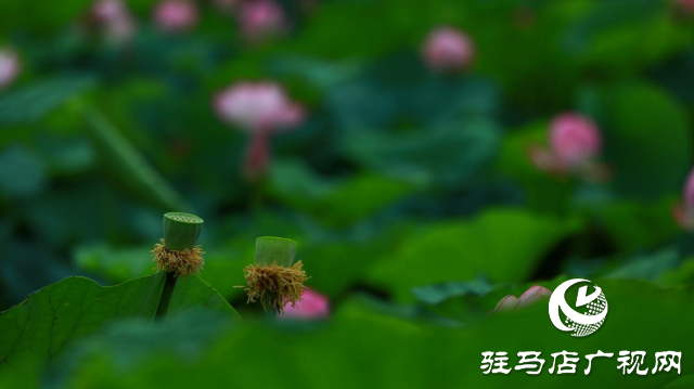 遂平:夏日荷花映滿塘