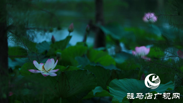 遂平:夏日荷花映滿塘