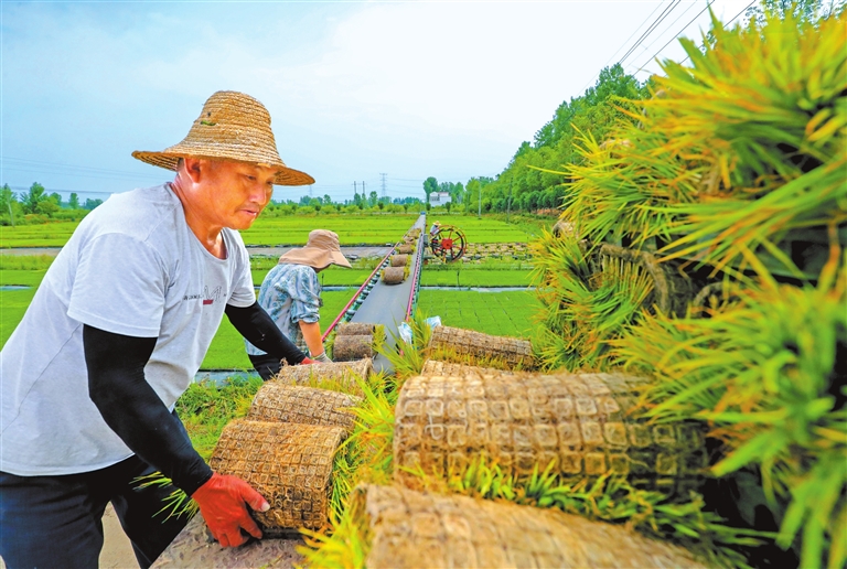 搶抓農(nóng)時忙插秧