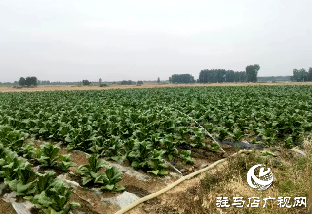 泌陽縣賒灣鎮(zhèn)：“渴”不容緩出實(shí)招 抗旱保秋穩(wěn)民心
