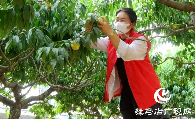 遂平縣：桃子喜獲豐收 社會(huì)各界助力桃農(nóng)賣桃