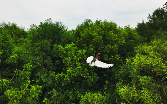 水杉高聳入云 池鷺競(jìng)相棲息