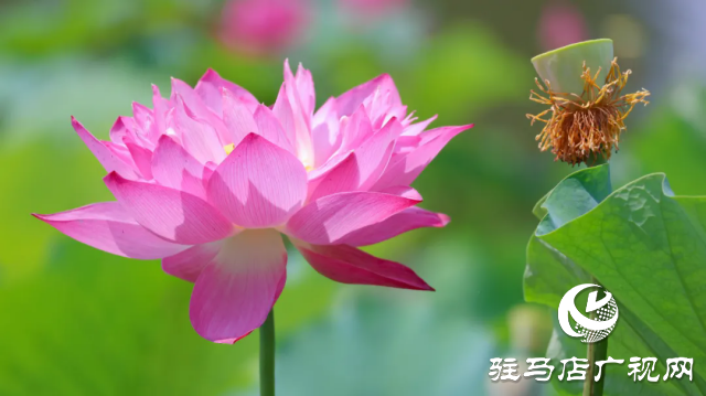 汝南：&ldquo;荷&rdquo;你相約 美在當(dāng)&ldquo;夏&rdquo;