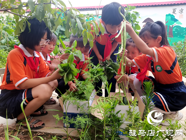 駐馬店市第四小學(xué)：勞動實(shí)踐收獲豐 愛心義賣傳真情