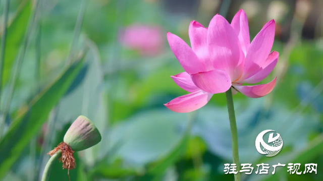 汝南：&ldquo;荷&rdquo;你相約 美在當(dāng)&ldquo;夏&rdquo;