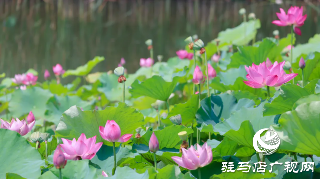 汝南：&ldquo;荷&rdquo;你相約 美在當(dāng)&ldquo;夏&rdquo;