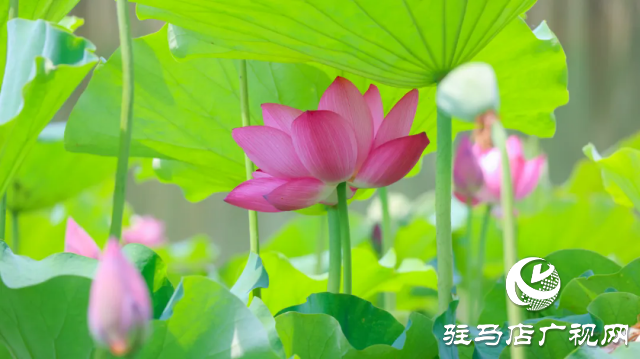 汝南：&ldquo;荷&rdquo;你相約 美在當(dāng)&ldquo;夏&rdquo;