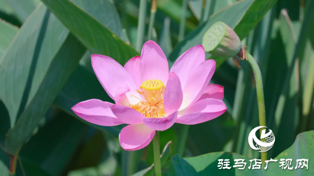 汝南：&ldquo;荷&rdquo;你相約 美在當(dāng)&ldquo;夏&rdquo;