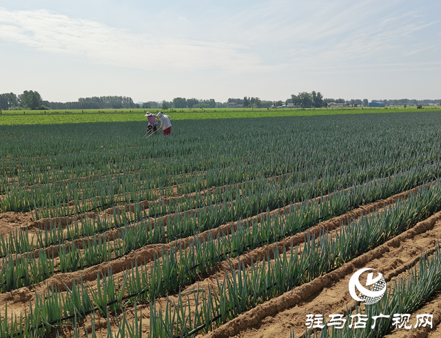 遂平縣褚堂街道屈莊村：鄉(xiāng)村振興&ldquo;蔥&rdquo;力十足
