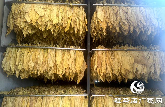 泌陽(yáng)縣郭集鎮(zhèn)：&ldquo;綠葉&rdquo;變&ldquo;金葉&rdquo; 煙農(nóng)烤煙忙