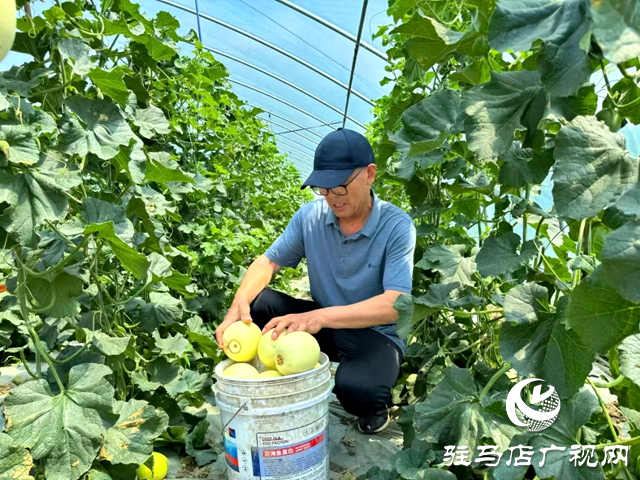 新蔡：甜蜜&ldquo;果籃子&rdquo;鼓起村民&ldquo;錢袋子&rdquo;