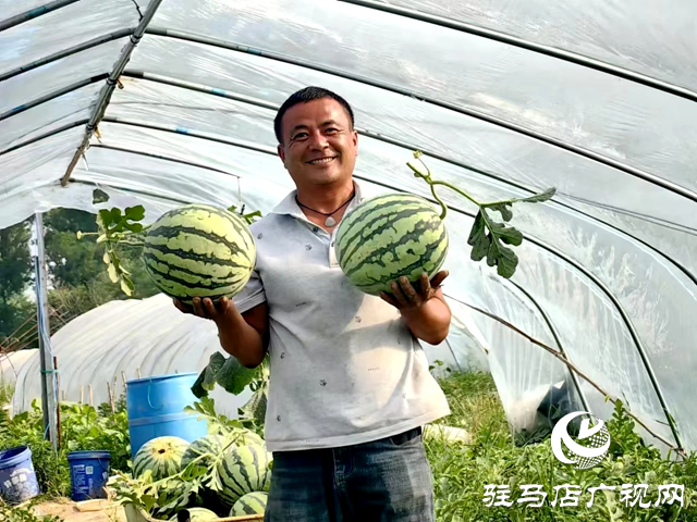 新蔡：甜蜜&ldquo;果籃子&rdquo;鼓起村民&ldquo;錢袋子&rdquo;