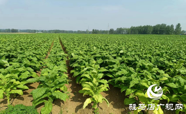 泌陽縣盤古鄉(xiāng)：烤煙長勢旺 煙農(nóng)&ldquo;趕烤&rdquo;忙