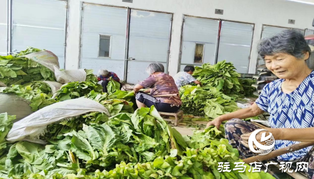 泌陽縣盤古鄉(xiāng)：烤煙長勢旺 煙農(nóng)&ldquo;趕烤&rdquo;忙