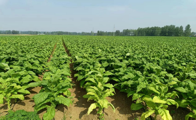 <strong>泌陽縣盤古鄉(xiāng)：烤煙長勢旺 煙農(nóng)“趕烤”忙</strong>