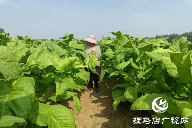 泌陽縣盤古鄉(xiāng)：烤煙長勢旺 煙農(nóng)&ldquo;趕烤&rdquo;忙