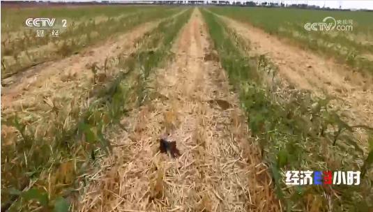 《經(jīng)濟半小時》 ——2024.06.28 河南：抗大旱 ?！叭摹? width=