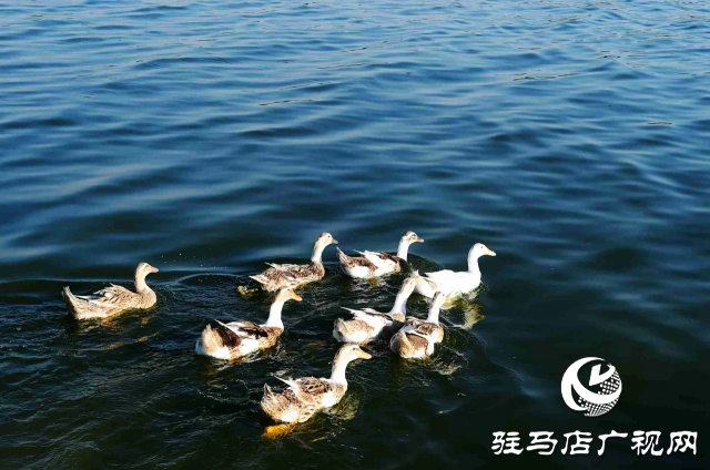 探尋河南泌陽，感受文明縣城里的美麗家鄉(xiāng)風情