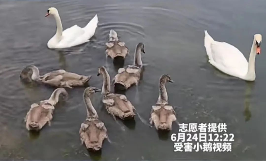 為博女友一笑，砸小天鵝致死！王某洋，被刑拘