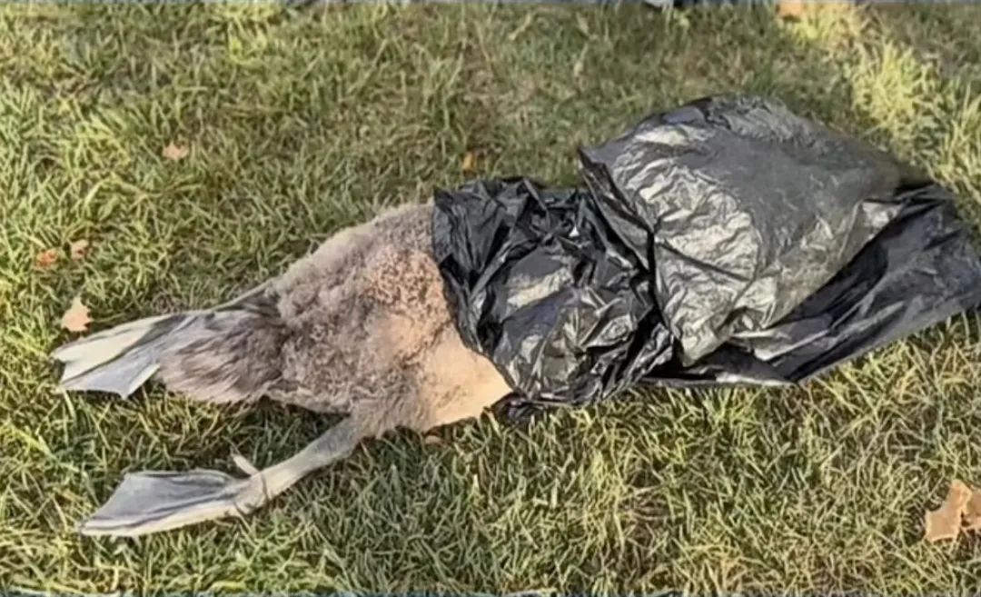 為博女友一笑，砸小天鵝致死！王某洋，被刑拘