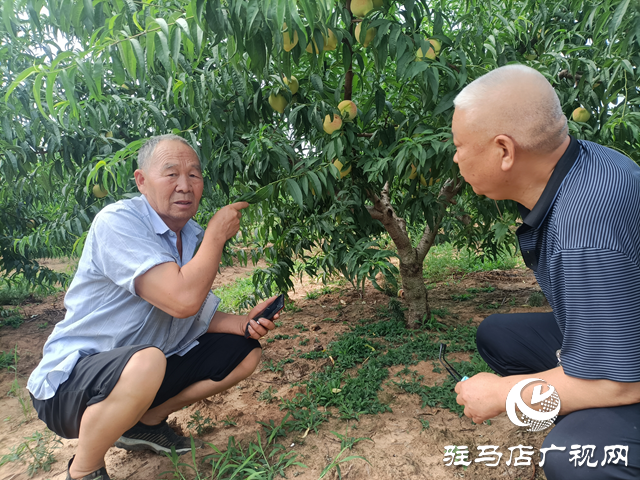 泌陽縣董國安：鄉(xiāng)村振興路上當(dāng)先鋒