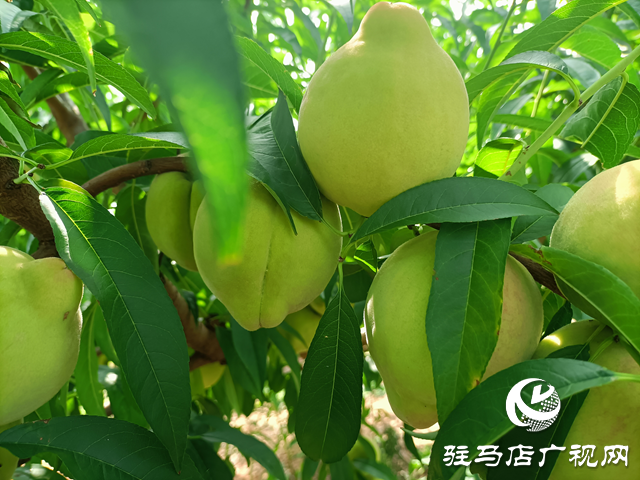 泌陽縣董國安：鄉(xiāng)村振興路上當(dāng)先鋒