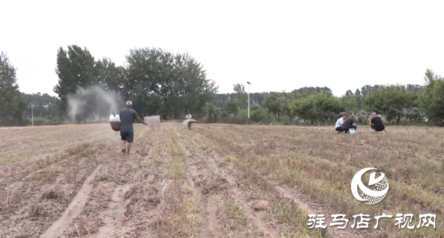 驛城區(qū)諸市鎮(zhèn)魏莊村：專家到田間技術指導 助力秋作物生產