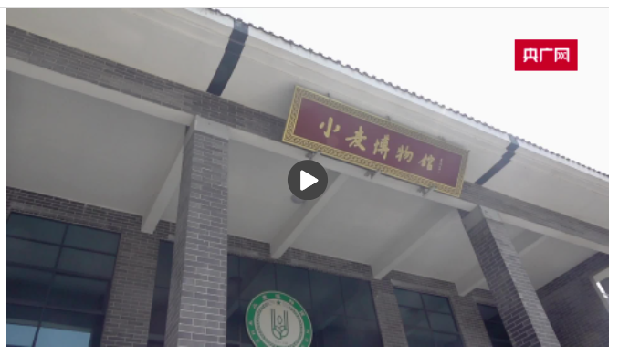 【新時代中部崛起看河南】走進溫縣小麥博物館 探秘“溫麥”良種的“前世今生”