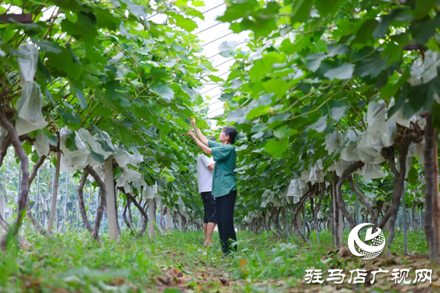 汝南：葡萄結(jié)出&ldquo;致富果&rdquo; 鄉(xiāng)村振興勁頭足