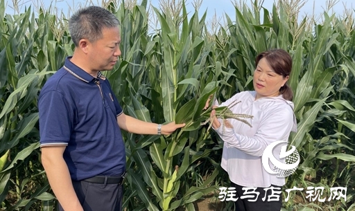  農(nóng)技人員深入田間地頭&ldquo;開良方&rdquo; 力保玉米豐產(chǎn)豐收