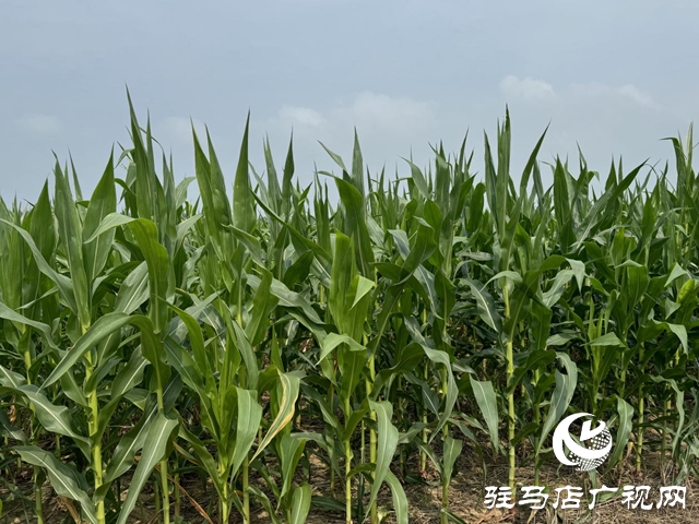 高溫天氣 要注意高溫熱害對穗期玉米的影響
