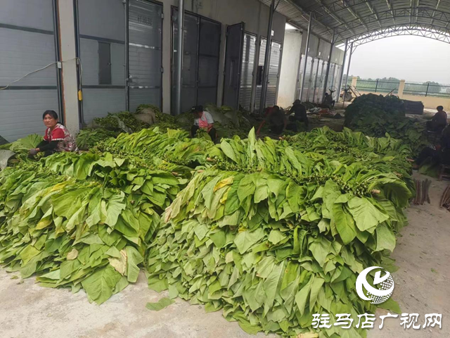 確山縣竹溝鎮(zhèn)：&ldquo;綠葉&rdquo;化&ldquo;金葉&rdquo; 鋪就煙農(nóng)&ldquo;致富坦途&rdquo;