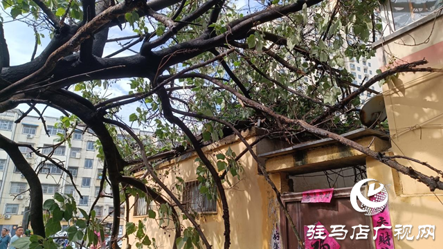 狂風刮倒大桐樹 砸壞圍墻電動車