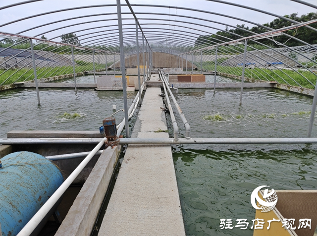 平輿縣清河街道馮寨社區(qū)：龜鱉養(yǎng)殖孵出致富“金蛋”