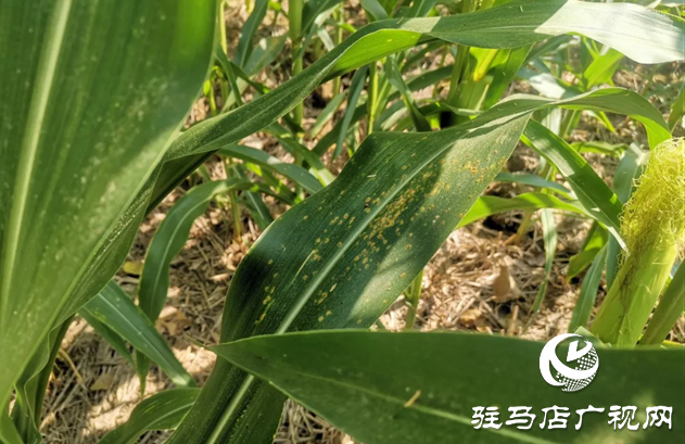 駐馬店：玉米南方銹病初現(xiàn) 專(zhuān)家指導(dǎo)科學(xué)防治