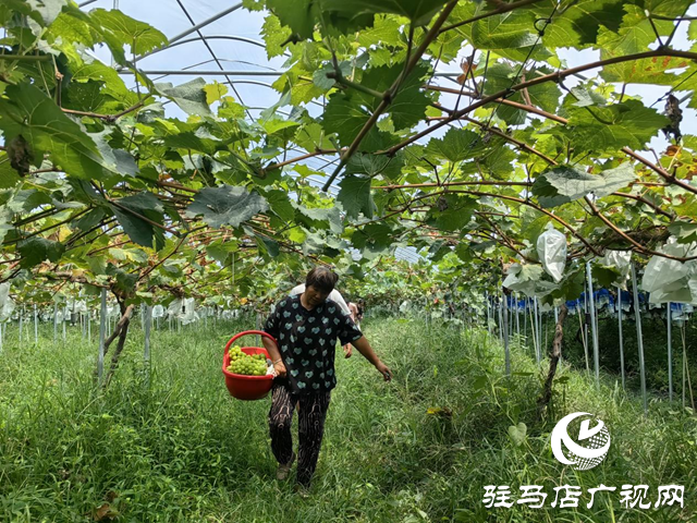 驛城區(qū)諸市鎮(zhèn)魏莊：陽光玫瑰結(jié)出鄉(xiāng)村振興&ldquo;致富果&rdquo;