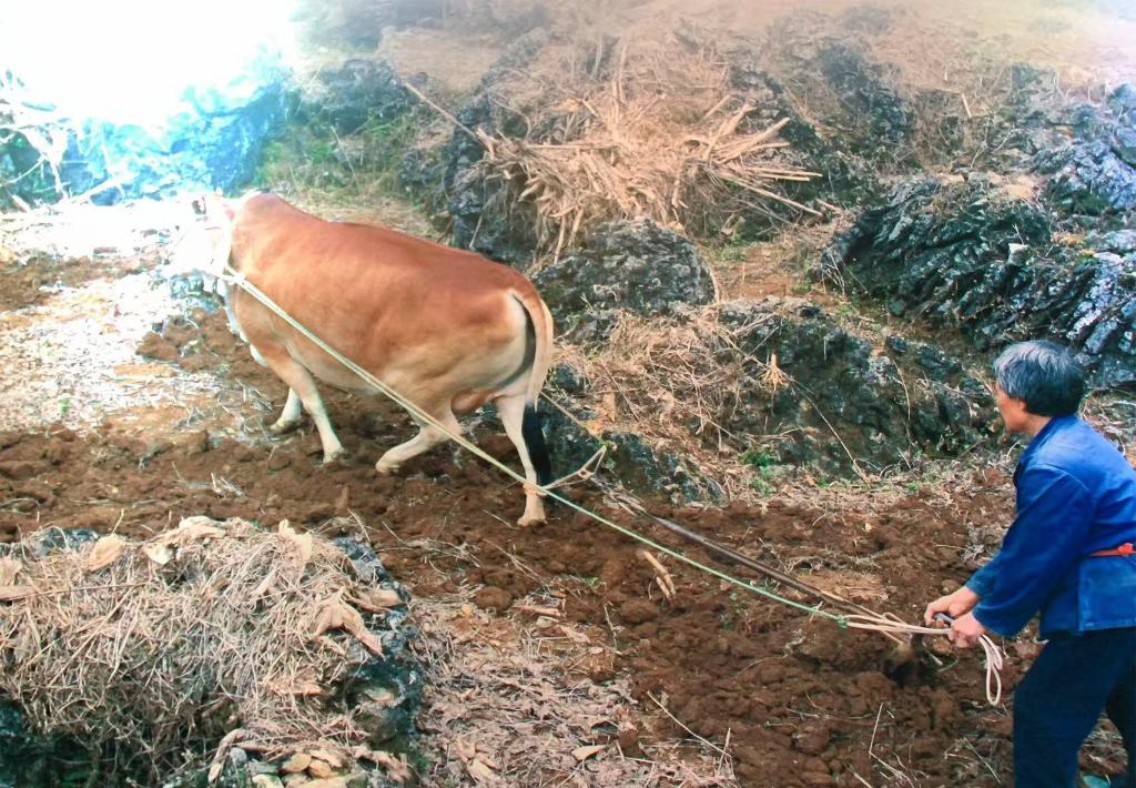 時(shí)光相冊丨弄拉的重生：荒山披綠 窮嶺生金