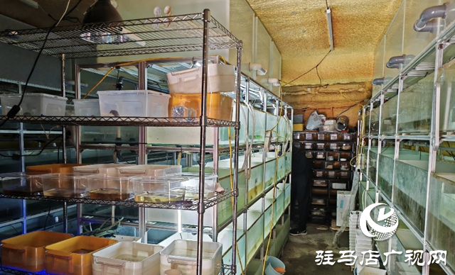 肖巖：返鄉(xiāng)踏&ldquo;龜&rdquo;途  走上致富路