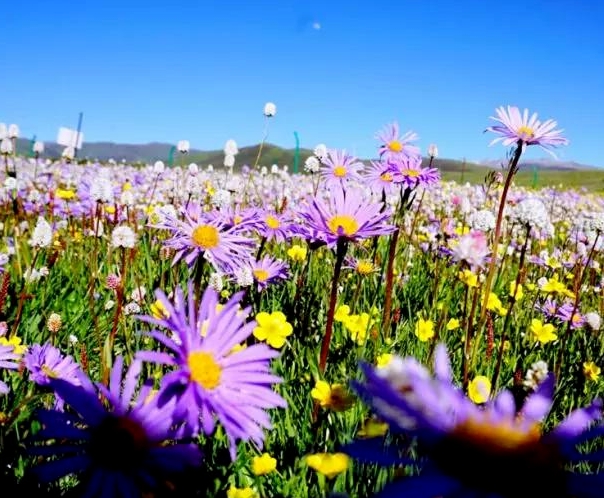 秋季花粉高峰期即將來(lái)臨 近期外出建議佩戴口罩